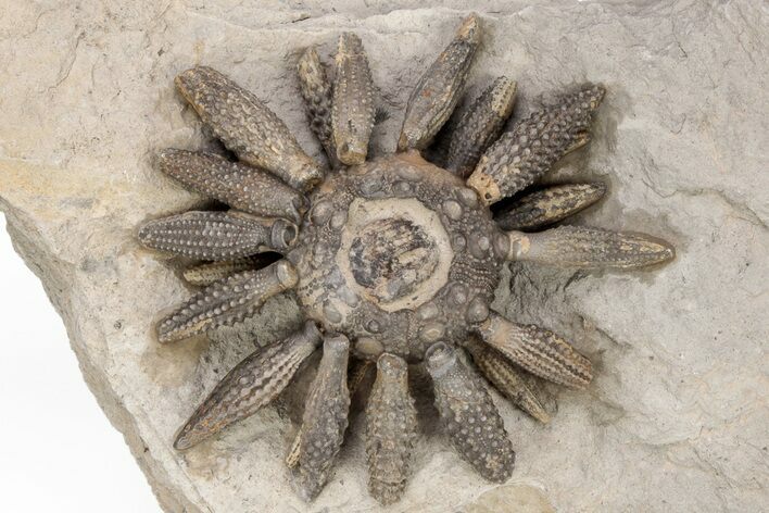Jurassic Club Urchin (Caenocidaris) - Boulemane, Morocco #217828
